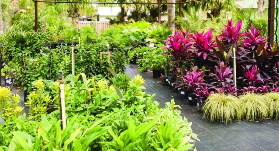 Best Places to Buy Plants Online in Pakistan