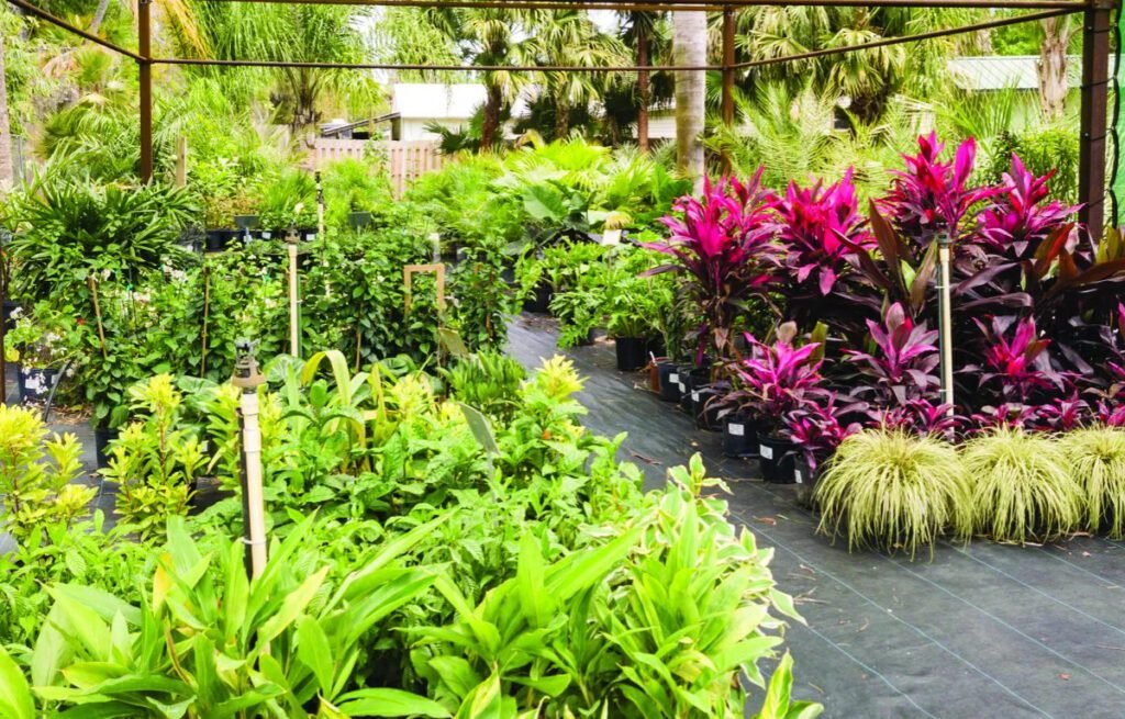 Best Places to Buy Plants Online in Pakistan